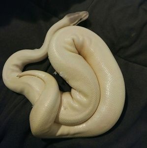 Meet your Posher, Alicia